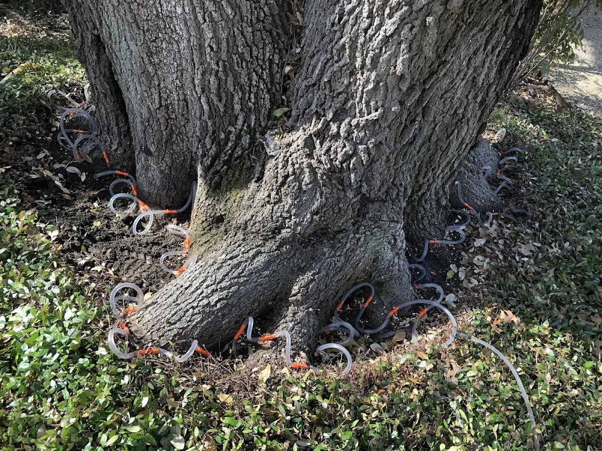Detailed Tree Cabling and Bracing job site in Lisbon